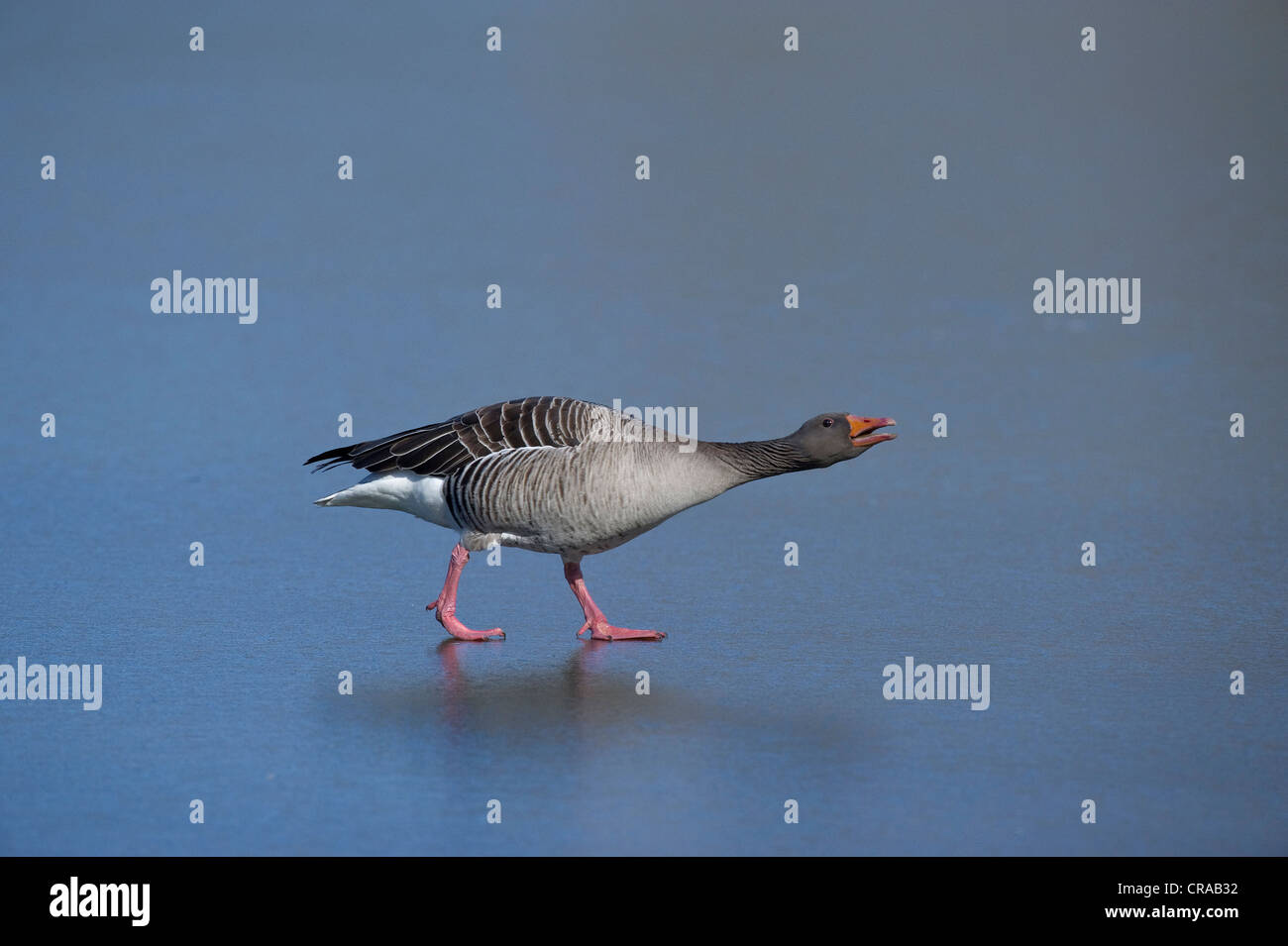 Graugans (Anser Anser) zu Fuß auf einem zugefrorenen Teich Annateich Teich, Hannover, Niedersachsen, Deutschland, Europa Stockfoto