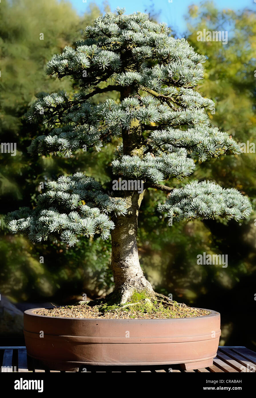 Bonsai Baum, der Weltvogelpark Walsrode Vogelpark, Soltau-Fallingbostel,  Niedersachsen, Deutschland, Europa Stockfotografie - Alamy