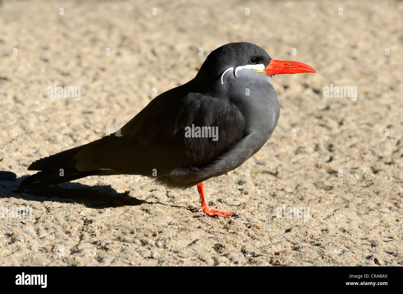 Inca tern (larosterna Inca), Erwachsener, der Weltvogelpark Walsrode Vogelpark, Soltau-Fallingbostel, Niedersachsen, Deutschland, Europa Stockfoto