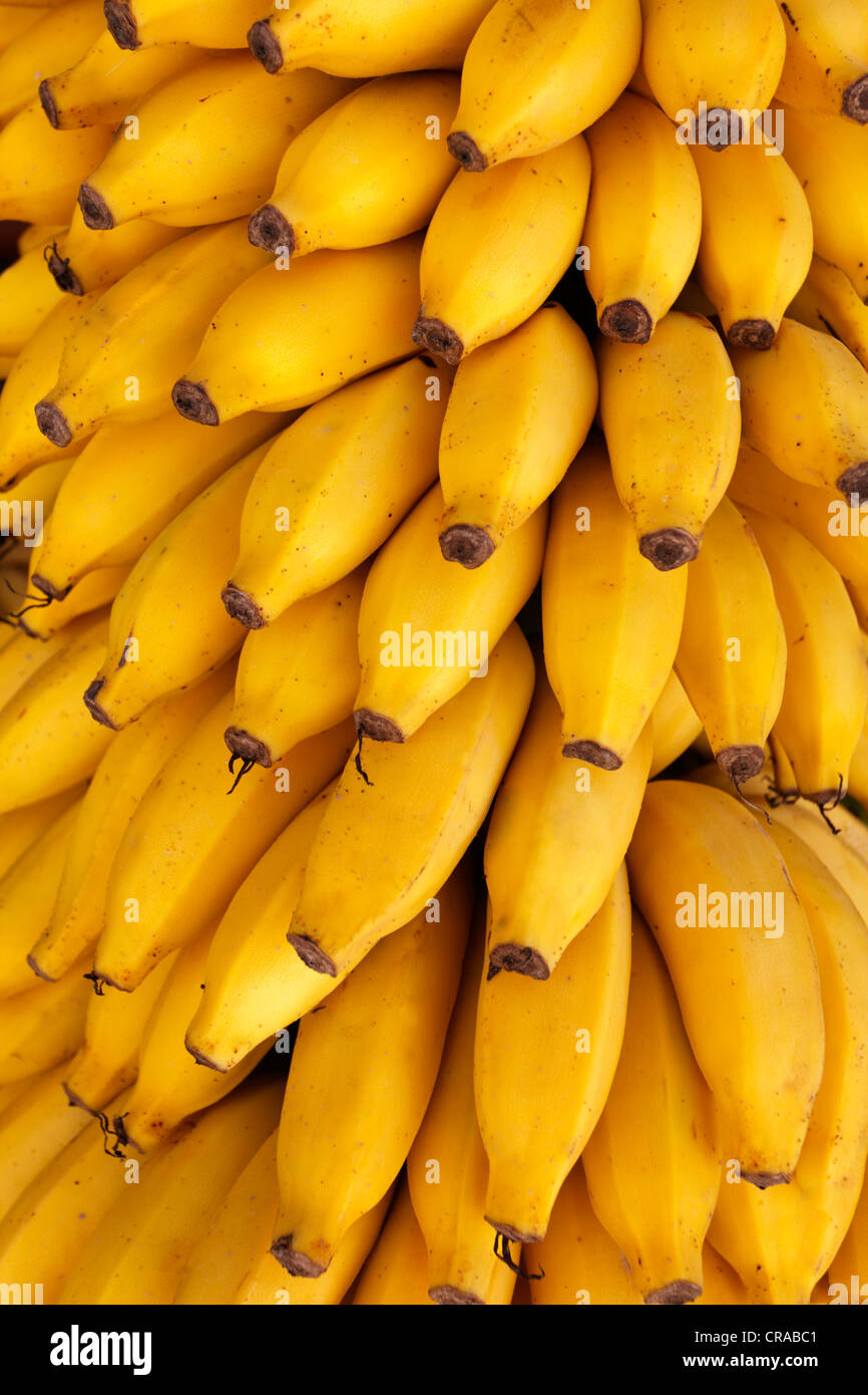 Stengel von Bananen zum Verkauf an ein Obst-Stall, Salalah, Dhofar, Sultanat Oman, Golfstaat, Arabische Halbinsel, Naher Osten, Asien Stockfoto