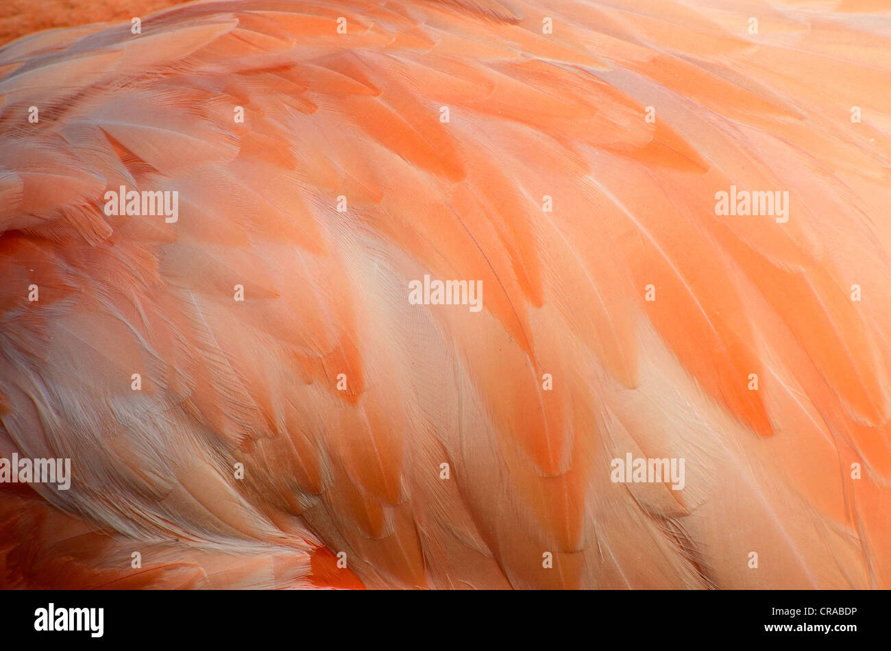 Gefieder einer kubanischen Flamingo (phoenicopterus ruber), gettorf Zoo, Schleswig-Holstein, Deutschland, Europa Stockfoto