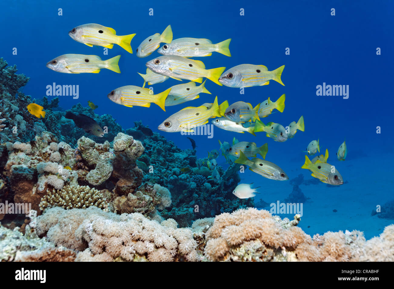 Schule von Ehrenberg Schnapper (Lutjanus Ehrenbergi) über dem Korallenriff, Makadi Bay, Hurghada, Ägypten, Rotes Meer, Afrika Stockfoto