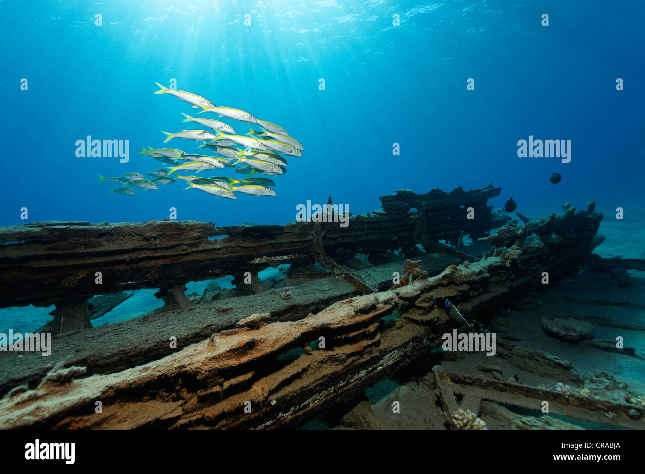 Schule des gelben Goatfish (Mulloidichthys guentheri), unter Sonne strahlt über dem Schiff Wrack, Makadi Bay, Hurghada, Ägypten, Rotes Meer Stockfoto