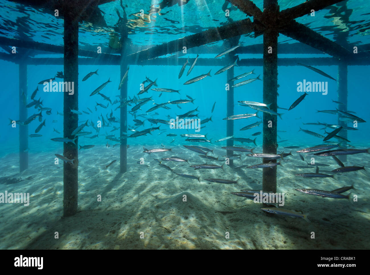 Schwarm von Blackfin Barracudas (größten Qenie) unter Steg, Makadi Bay, Hurghada, Ägypten, Rotes Meer, Afrika Stockfoto