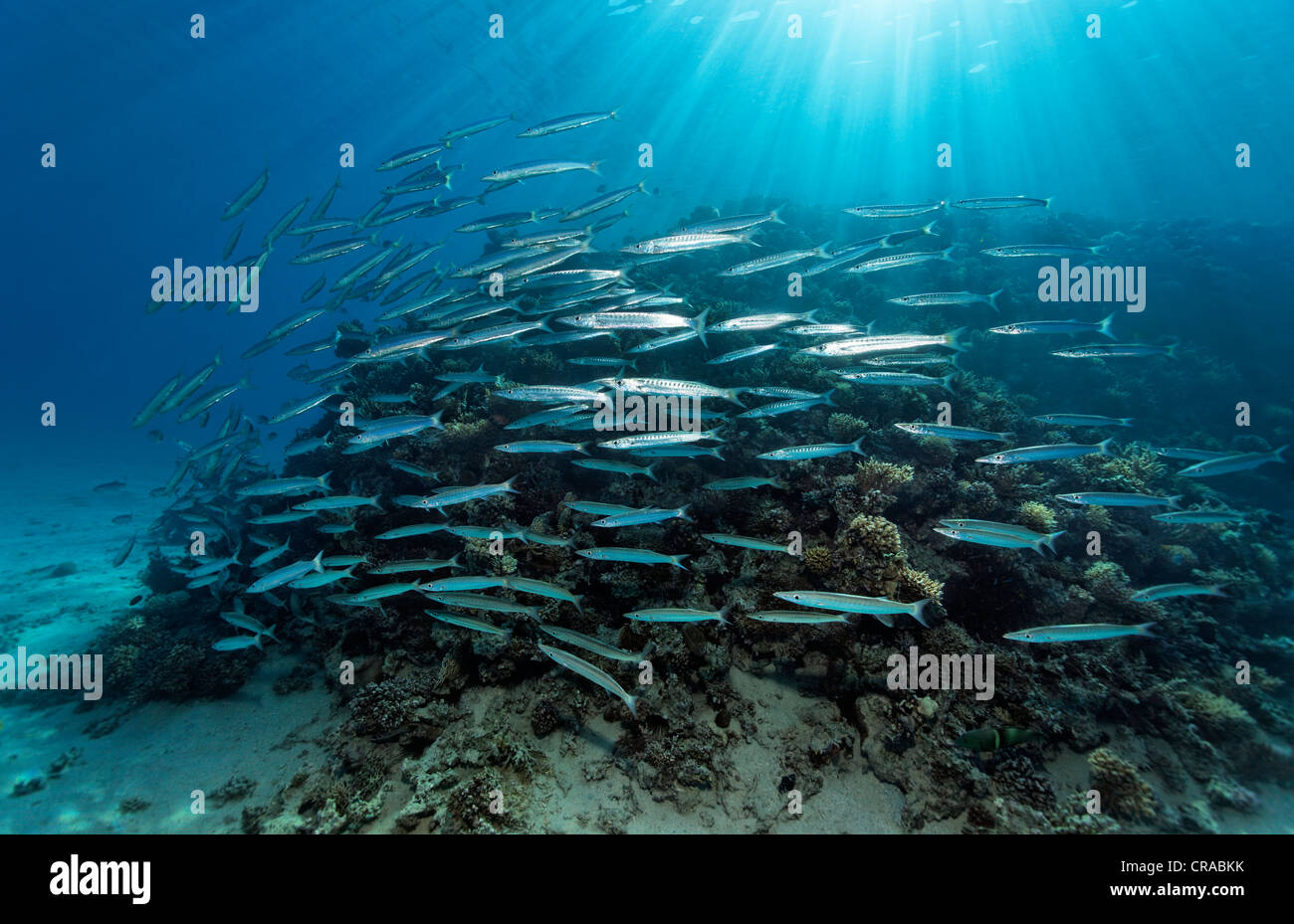 Schule der Blackfin Barracudas (Spyraena Qenie), unter Sonnenstrahlen vor Korallenriff, Makadi Bay, Hurghada, Ägypten, Rotes Meer Stockfoto