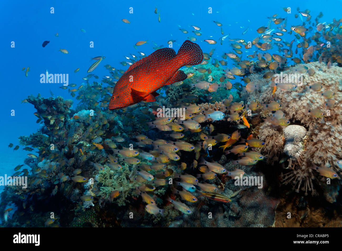 Vermillion Seebarsch (Cephalopholis Miniata) Jagd kleine Beute Fische am Korallenriff, Makadi Bay, Hurghada, Ägypten, Rotes Meer, Afrika Stockfoto