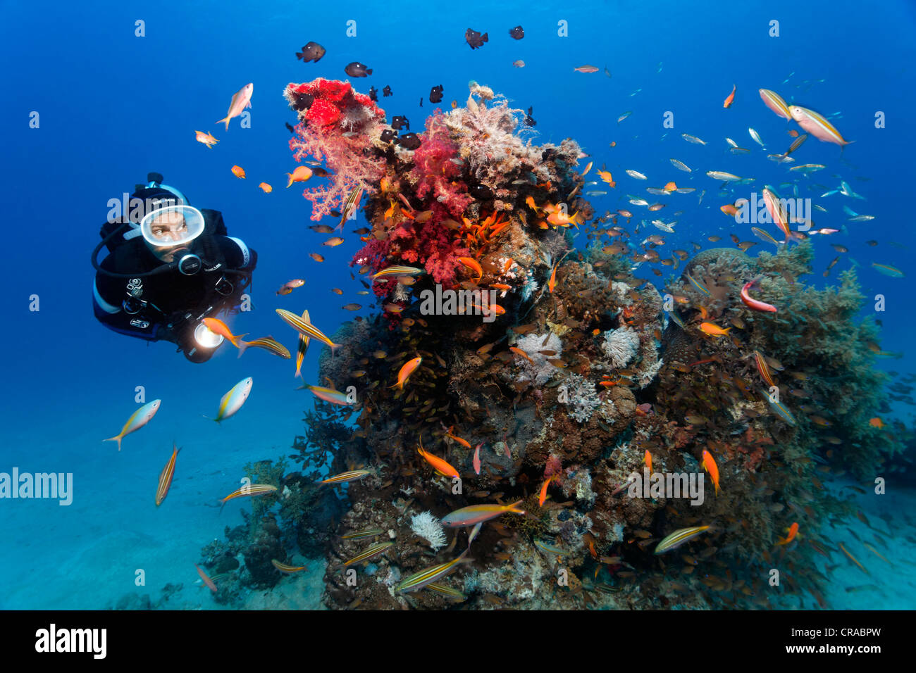 Taucher, die viele verschiedene Fische auf einer Koralle beobachten zu blockieren, Makadi Bay, Hurghada, Ägypten, Rotes Meer, Afrika Stockfoto