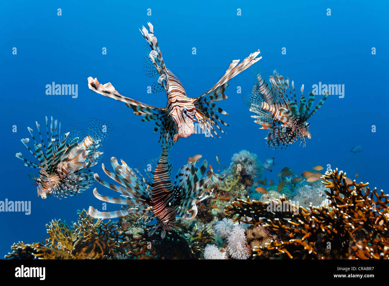 Schwarm von Red Lionfish oder afrikanischen Rotfeuerfisch (Pterois Volitans), über Korallenblock, Makadi Bay, Hurghada, Ägypten, Rotes Meer, Afrika Stockfoto