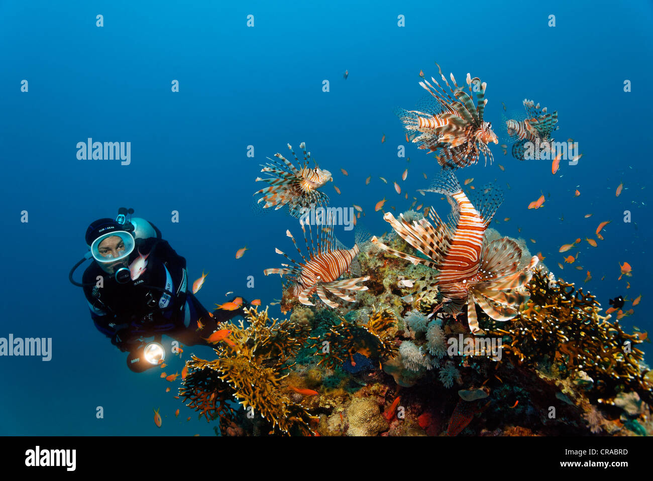 Taucher, die gerade eines Fischschwarm rot Rotfeuerfisch oder afrikanischen Rotfeuerfisch (Pterois Volitans), über Korallen zu blockieren, Makadi Bay, Hurghada, Ägypten Stockfoto
