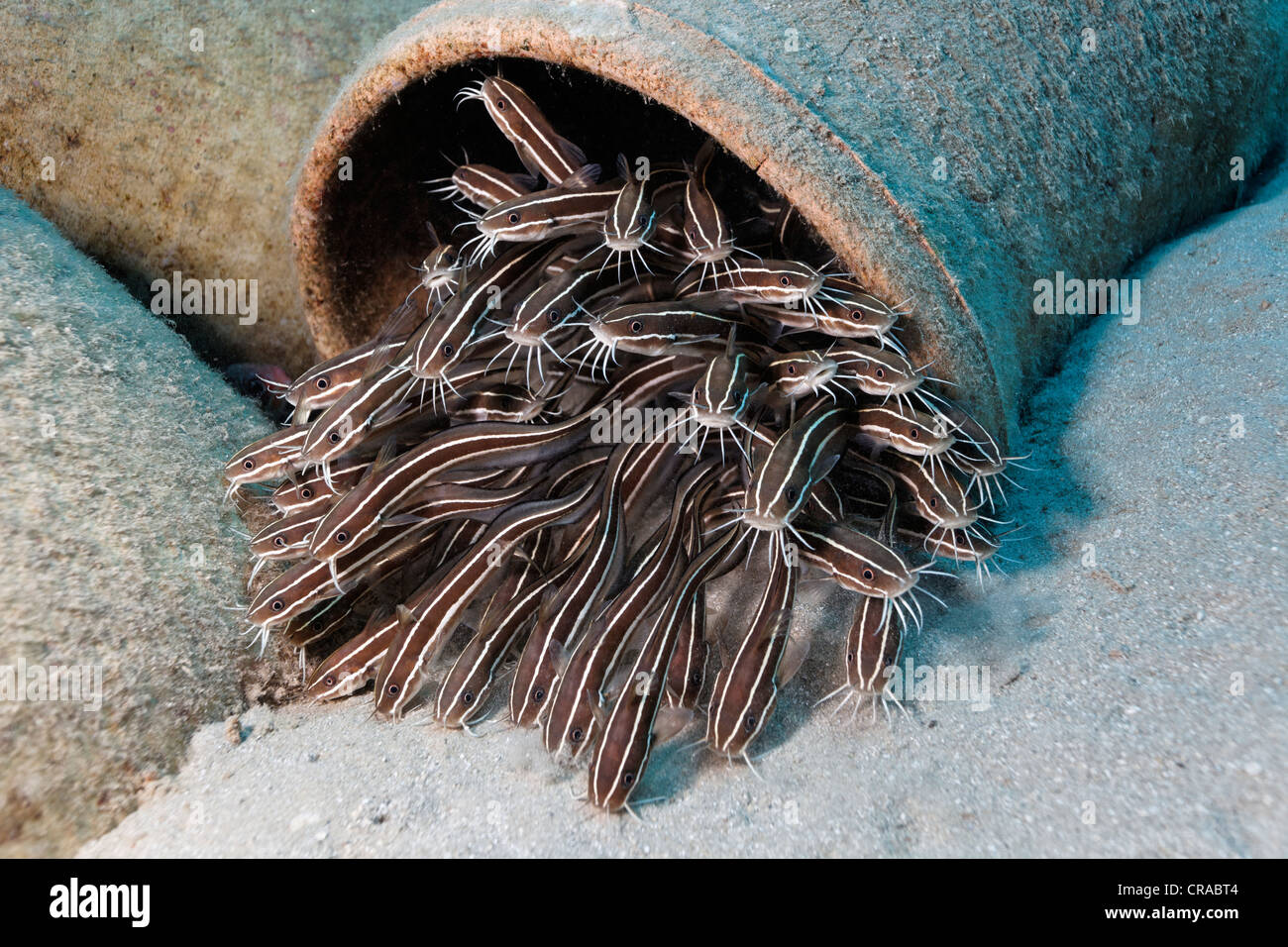 Schwarm von gestreiften Aal Wels (Plotosus Lineatus), kommen aus Amphore auf Sandboden, Makadi Bay, Hurghada, Ägypten, Rotes Meer Stockfoto