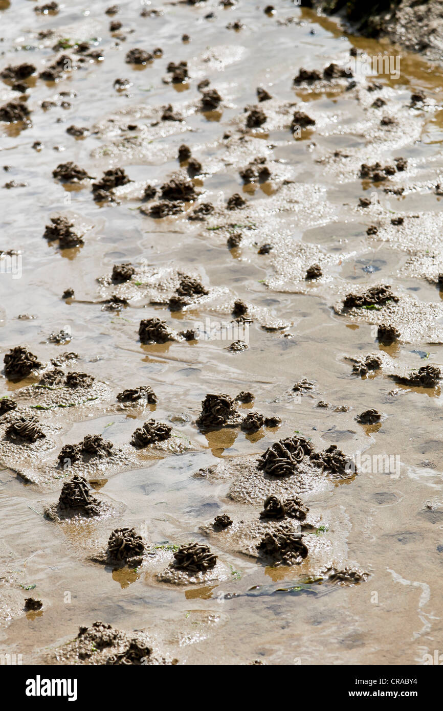 Wurm-Abgüsse von Lug Würmer in einem sandigen Strand gemacht Stockfoto