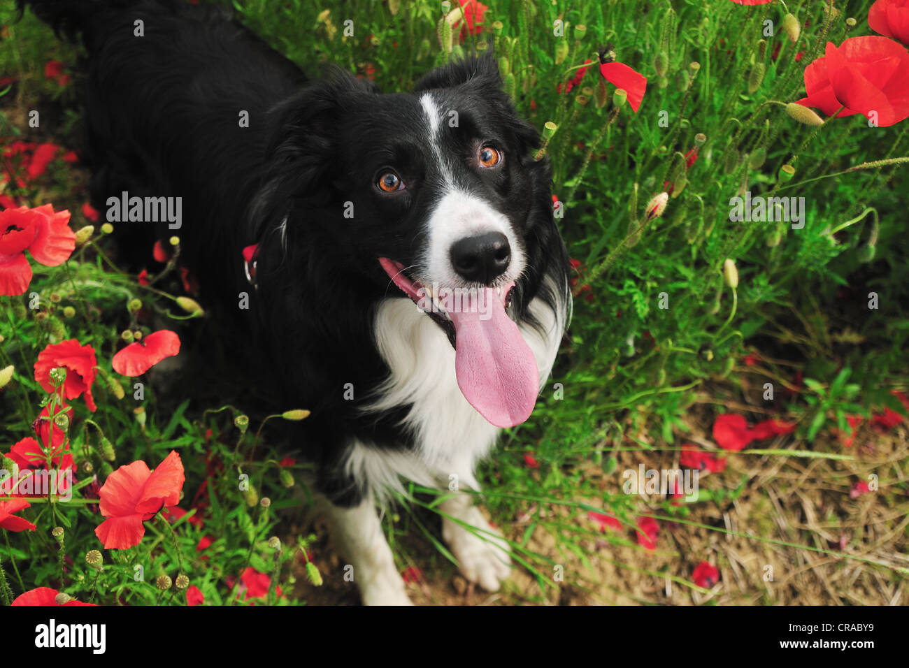 Keuchend Hund in Blumenfeld Stockfoto