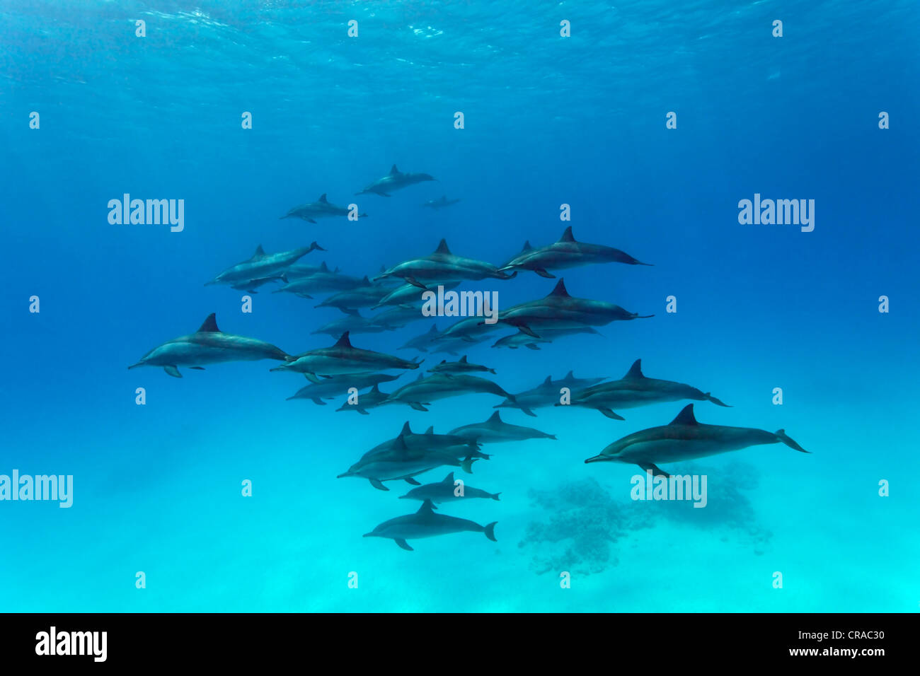 Schwarm von Spinner-Delfine (Stenella Longirostris), Schwimmen in einer Lagune, scharfe Samaday, Afrika, Ägypten, Rotes Meer Stockfoto
