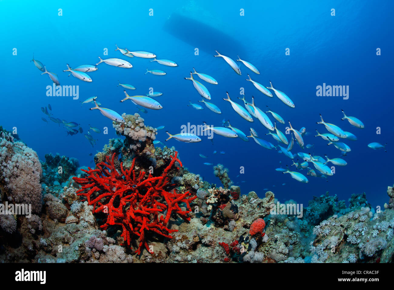 Korallenriff mit Magnificant Fire Schwamm (Latrunculia Magnifica), Untiefe von Suez Fusiliers (Caesio Suevica), Boot, Makadi Bay Stockfoto