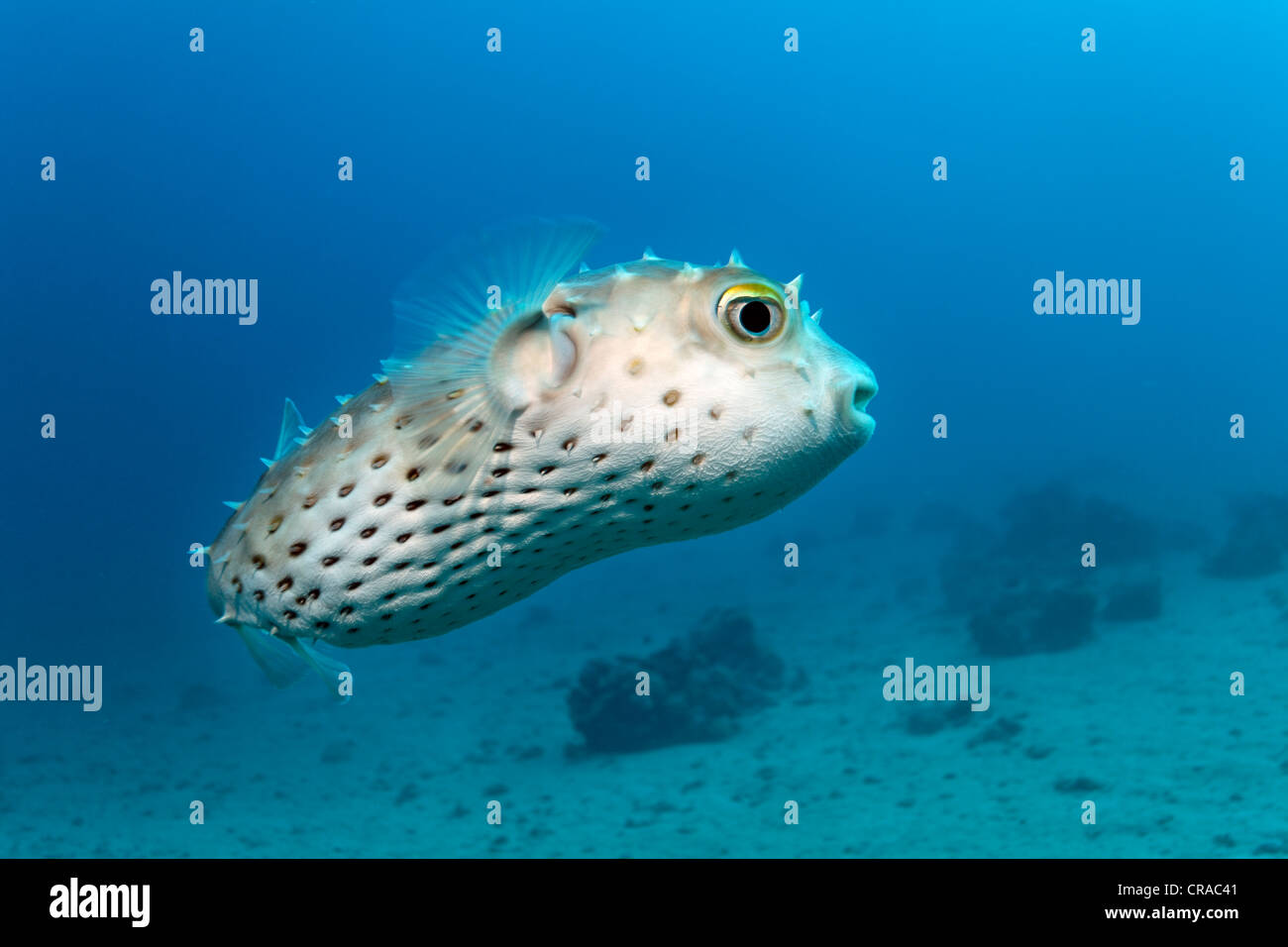 Gelb gefleckten Burrfish (Chilomycterus Spilostylus), Makadi Bay, Hurghada, Ägypten, Rotes Meer, Afrika Stockfoto