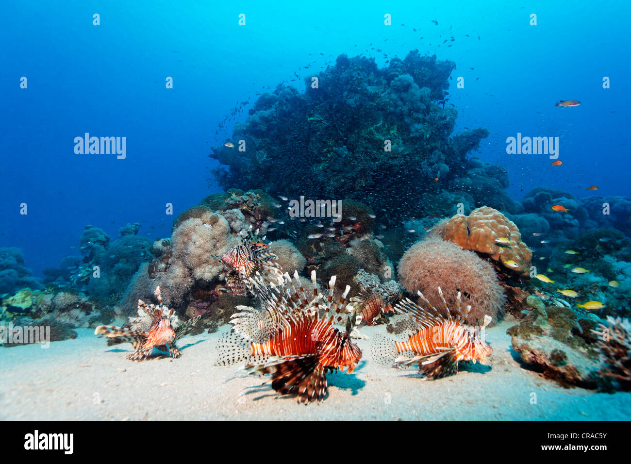 Großer Korallenblock mit afrikanischen Rotfeuerfisch (Pterois Volitans) Jagd auf dem sandigen Boden, Makadi Bay, Hurghada, Ägypten, Rotes Meer Stockfoto
