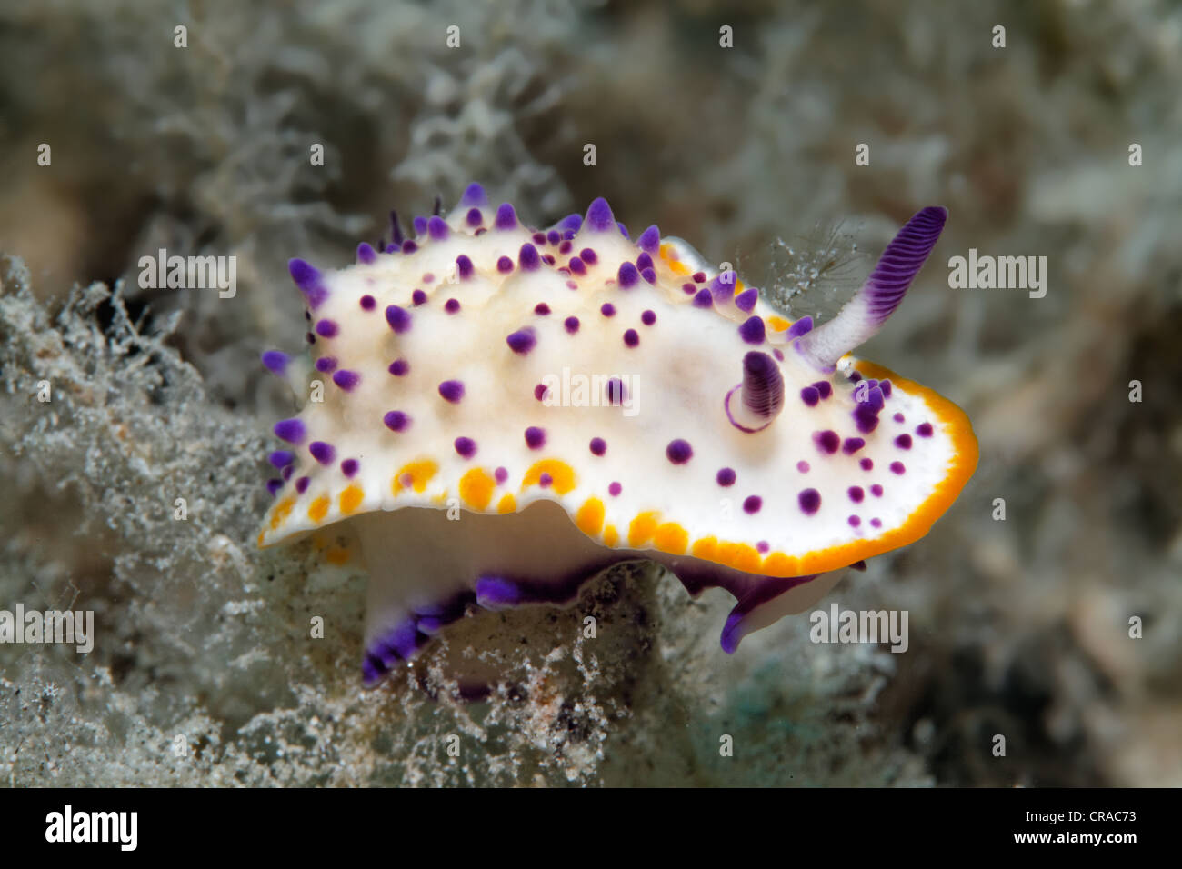 Nacktschnecke (Mexichromis Multituberculata), Makadi Bay, Hurghada, Ägypten, Rotes Meer, Afrika Stockfoto