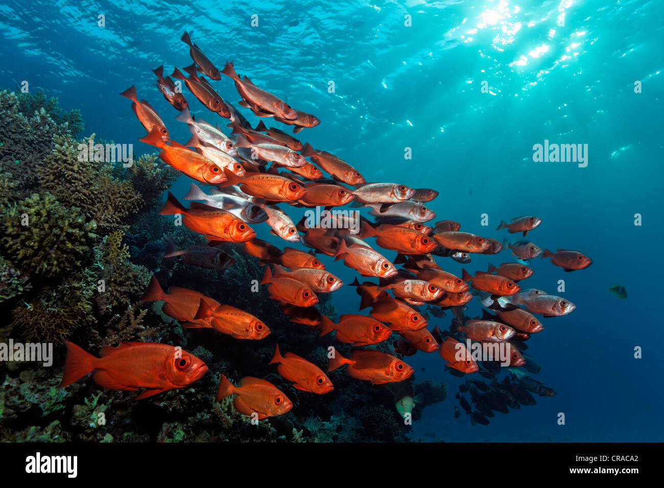 Fischschwarm von Moontail kreisförmigen Beschädigungen (Priacanthus Hamrur) über dem Korallenriff, rote Farbe, Sonnenstrahlen, Makadi Bay, Hurghada, Ägypten, Rotes Meer Stockfoto