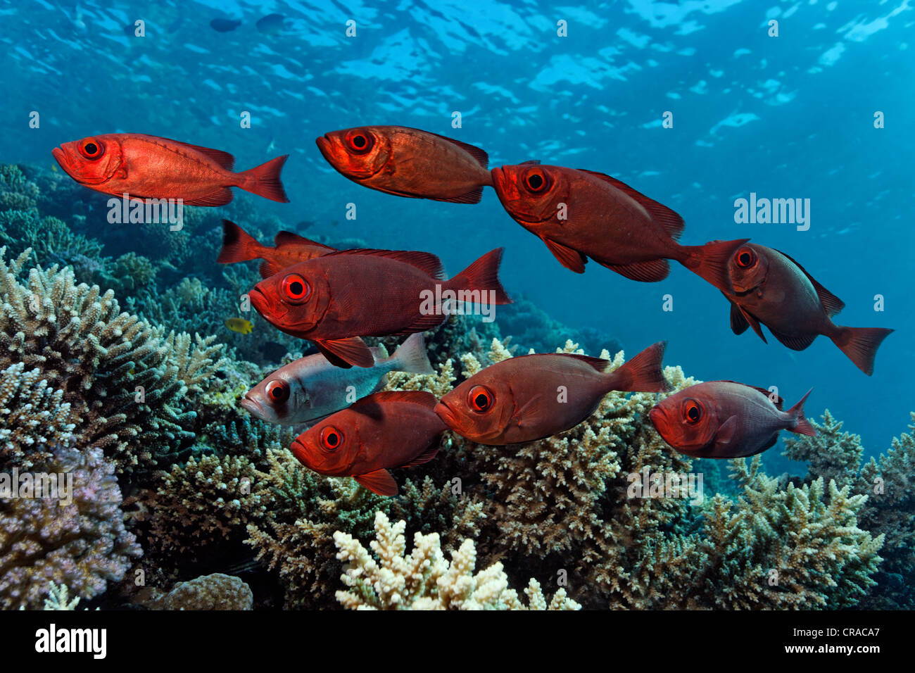 Fischschwarm von Moontail kreisförmigen Beschädigungen (Priacanthus Hamrur) über dem Korallenriff, rote Farbe, Sonnenstrahlen, Makadi Bay, Hurghada, Ägypten, Rotes Meer Stockfoto