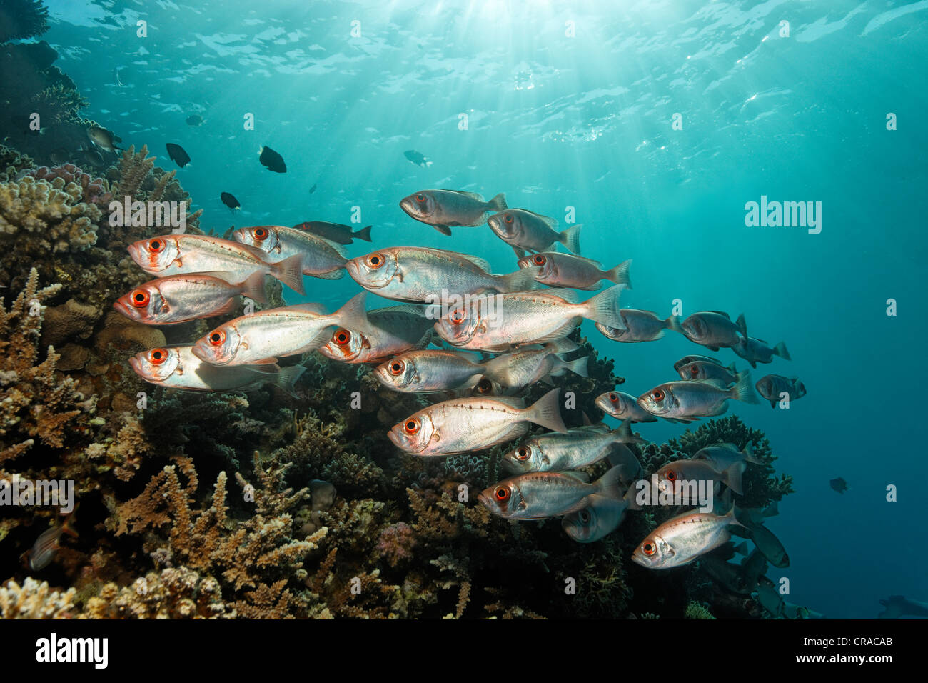 Fischschwarm von Moontail kreisförmigen Beschädigungen (Priacanthus Hamrur) über dem Korallenriff, Farbe: Silber, Sonnenstrahlen, Makadi Bay, Hurghada, Ägypten, Rotes Meer Stockfoto