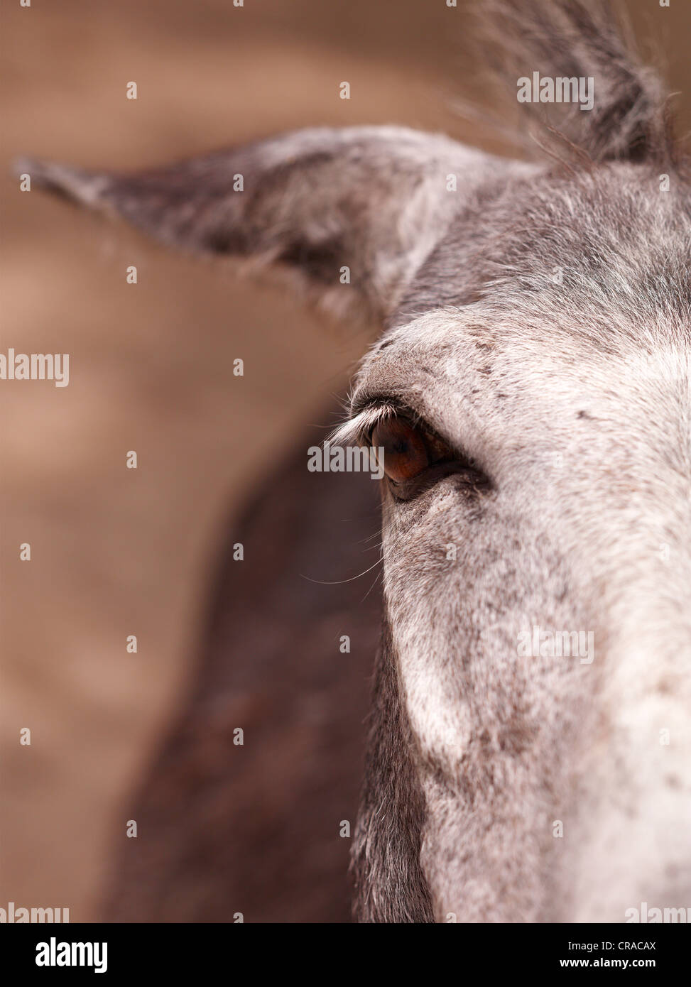 Esel (Equus Asinus Asinus), close-up von seinen Augen, Neusiedlersee, Burgenland, Austria, Europe Stockfoto