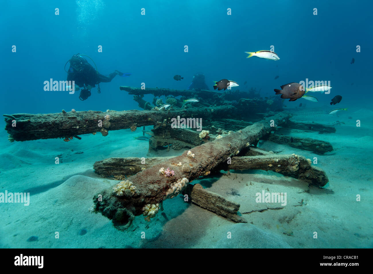 Taucher mit Unterwasser-Kamera Blick auf ein hölzernes Schiffswrack mit verschiedenen Fischen, Makadi Bay, Hurghada, Ägypten, Rotes Meer, Afrika Stockfoto