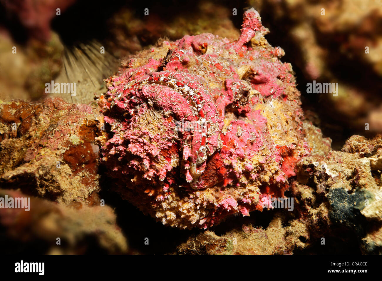 Riff Steinfisch (Synanceia verzweigt) lauern für Beute, Makadi Bay, Hurghada, Ägypten, Rotes Meer, Afrika Stockfoto