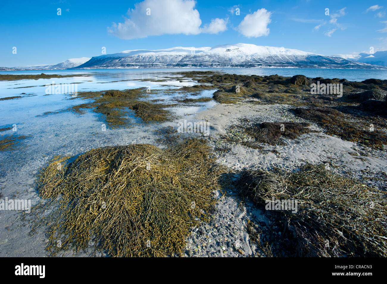 Seegras und Felsen an einem Strand bei Ebbe mit einem Bergrücken im Hintergrund Stockfoto