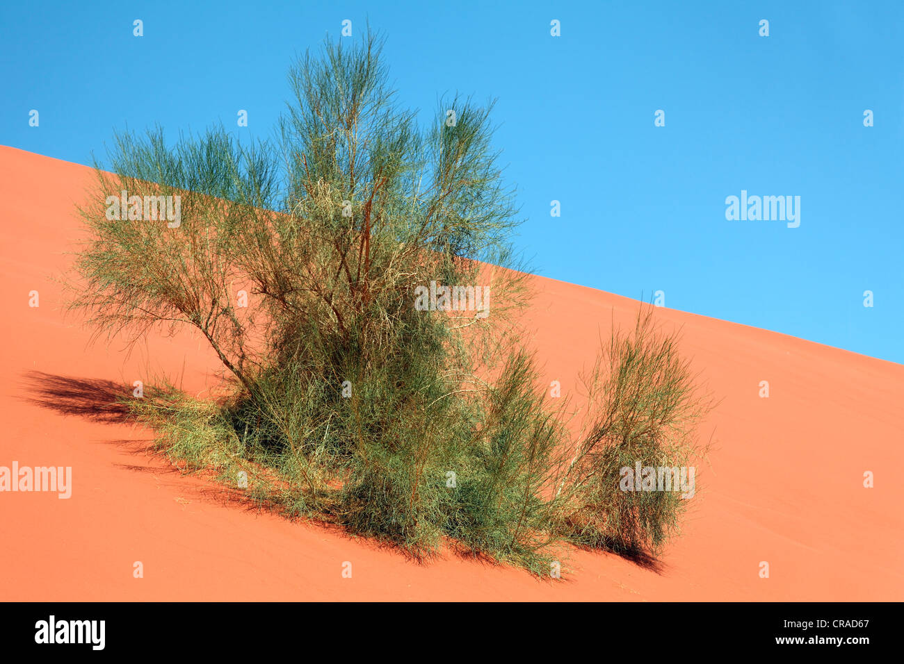 Grüner Busch auf einer roten Sanddüne, blauer Himmel, Wüste, Wadi Rum, Haschemitischen Königreich Jordanien, Naher Osten, Asien Stockfoto