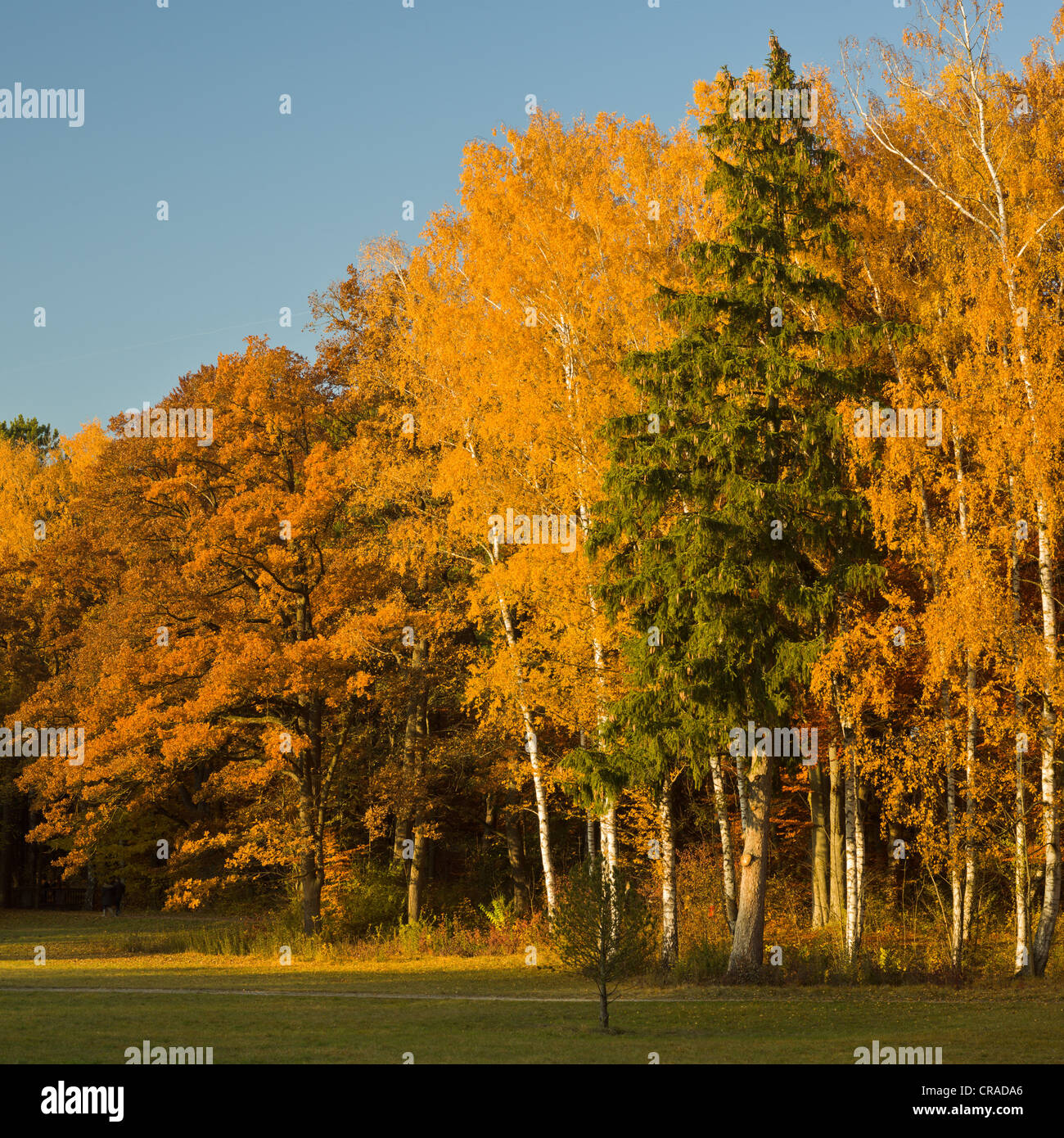 Herbst im Siebentischwald Wald, Augsburg, Schwaben, Bayern, Deutschland, Europa Stockfoto