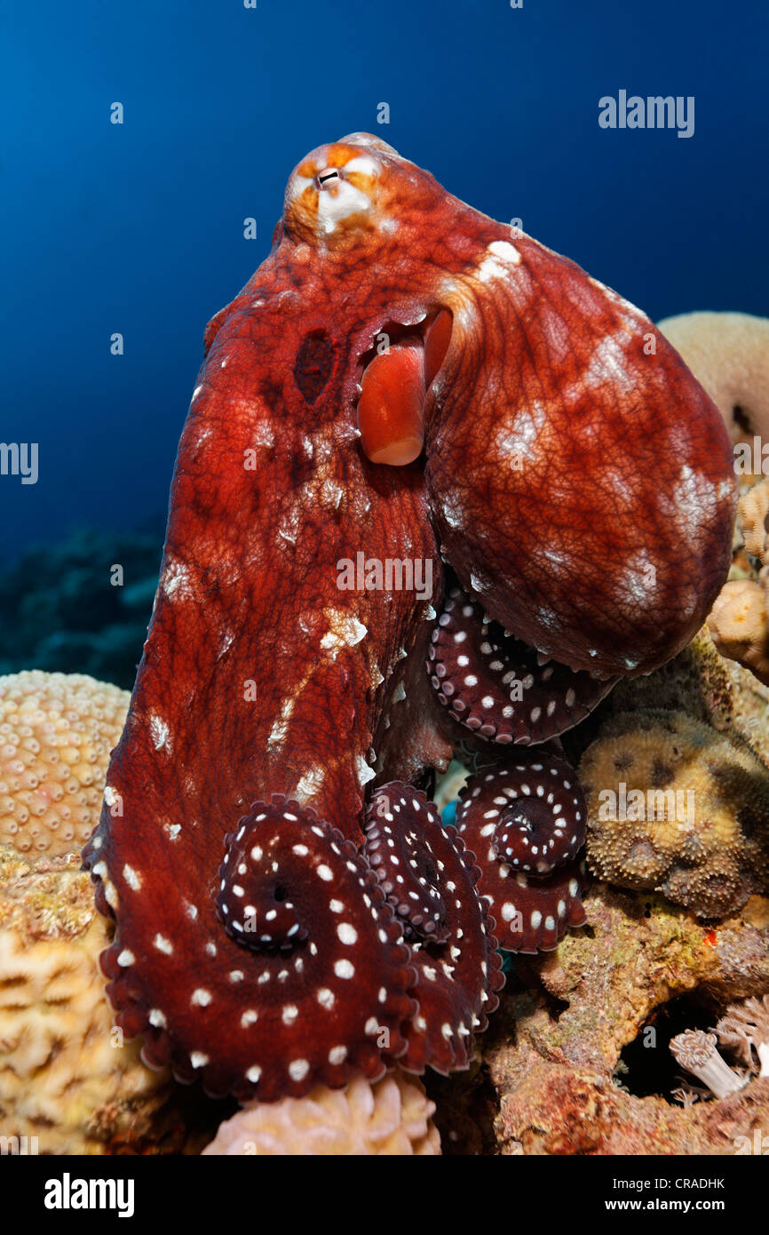 Große rote Krake (Octopus Cyaneus) sitzt auf Stein Koralle mit eingerollten Armen Haschemitischen Königreich Jordanien, Rotes Meer, Westasien Stockfoto