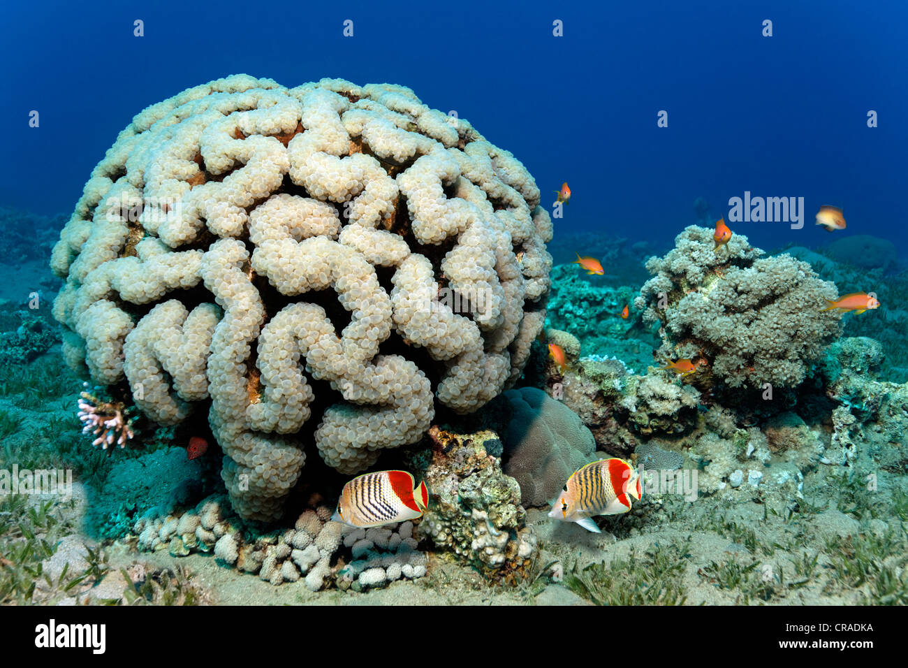 Koralle (Plerogyra Sinuosa) auf Seegras mit Redback Butterfisch (Chaetodontidae Paucifasciatus), Blase Haschemitischen Königreich Jordanien Stockfoto