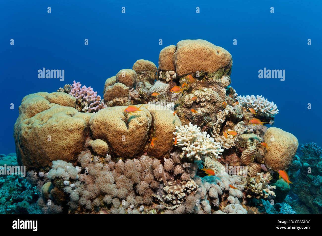 Korallenriff mit mehreren Steinkorallen und Fairy Basselts (Pseudanthias sp.) Haschemitischen Königreich Jordanien, Rotes Meer, Westasien Stockfoto