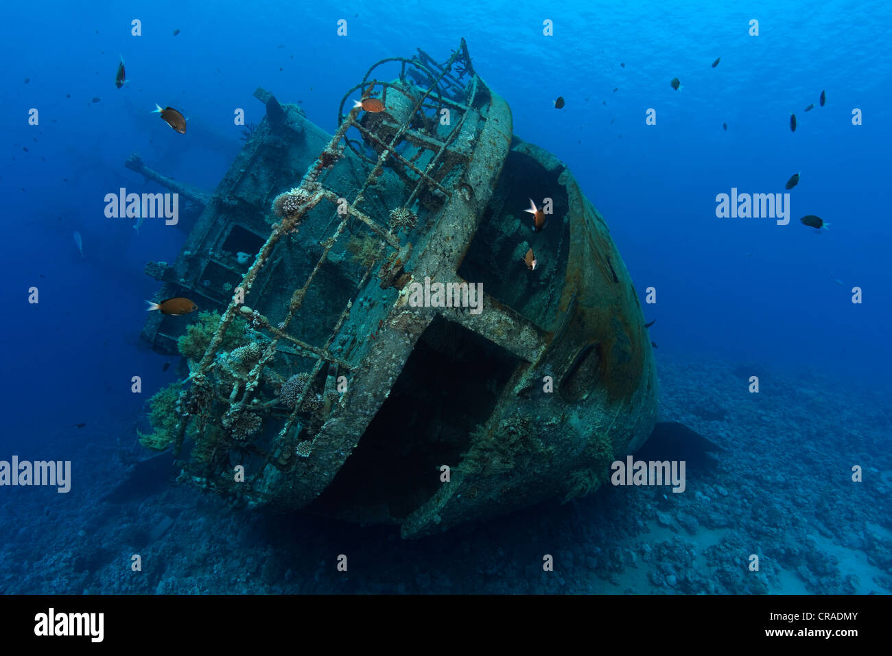 Stern, Wrack, Westasien, Rotes Meer, Rotes Meer, Haschemitischen Königreich Jordanien Stockfoto