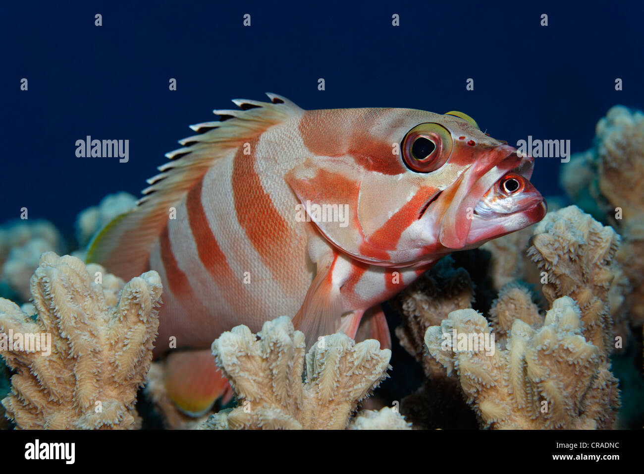 Schwarzspitzen-Zackenbarsch (Epinephelus Fasciatus) auf Korallen ernähren sich von Sammara Squirrelfish (Neoniphon Sammara) Stockfoto
