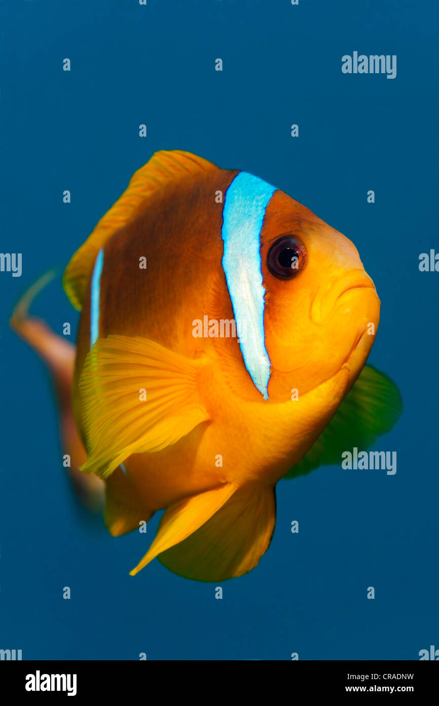 Rotes Meer Clownfische oder Anemonenfische (Amphiprion Bicinctus), frontal, Haschemitischen Königreich Jordanien, JK, Rotes Meer, Westasien Stockfoto