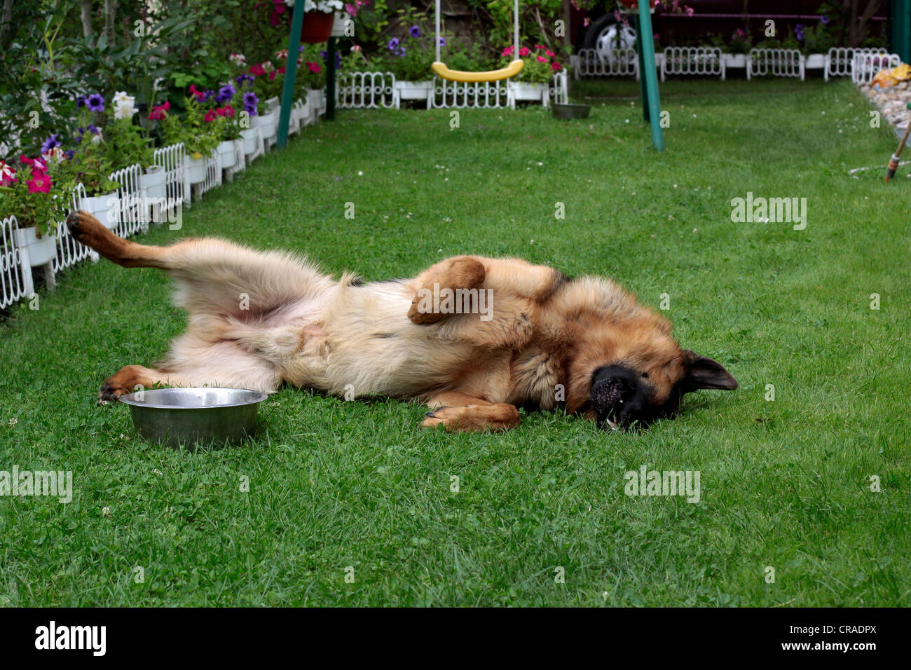 Deutscher Schäferhund Rollen auf dem Rasen im Garten Stockfoto