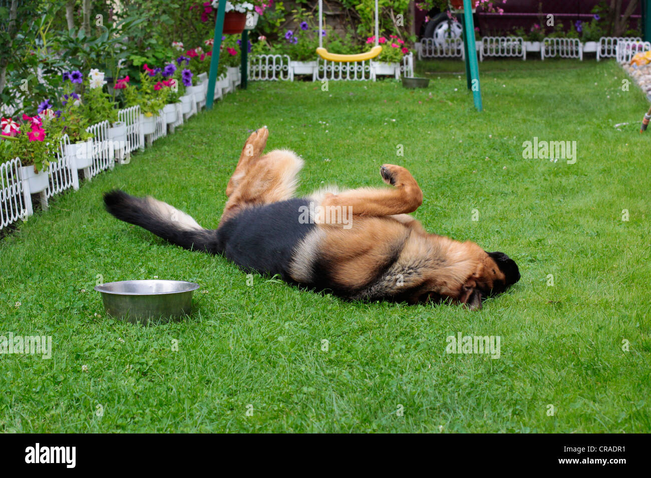 Deutscher Schäferhund Rollen auf dem Rasen im Garten Stockfoto