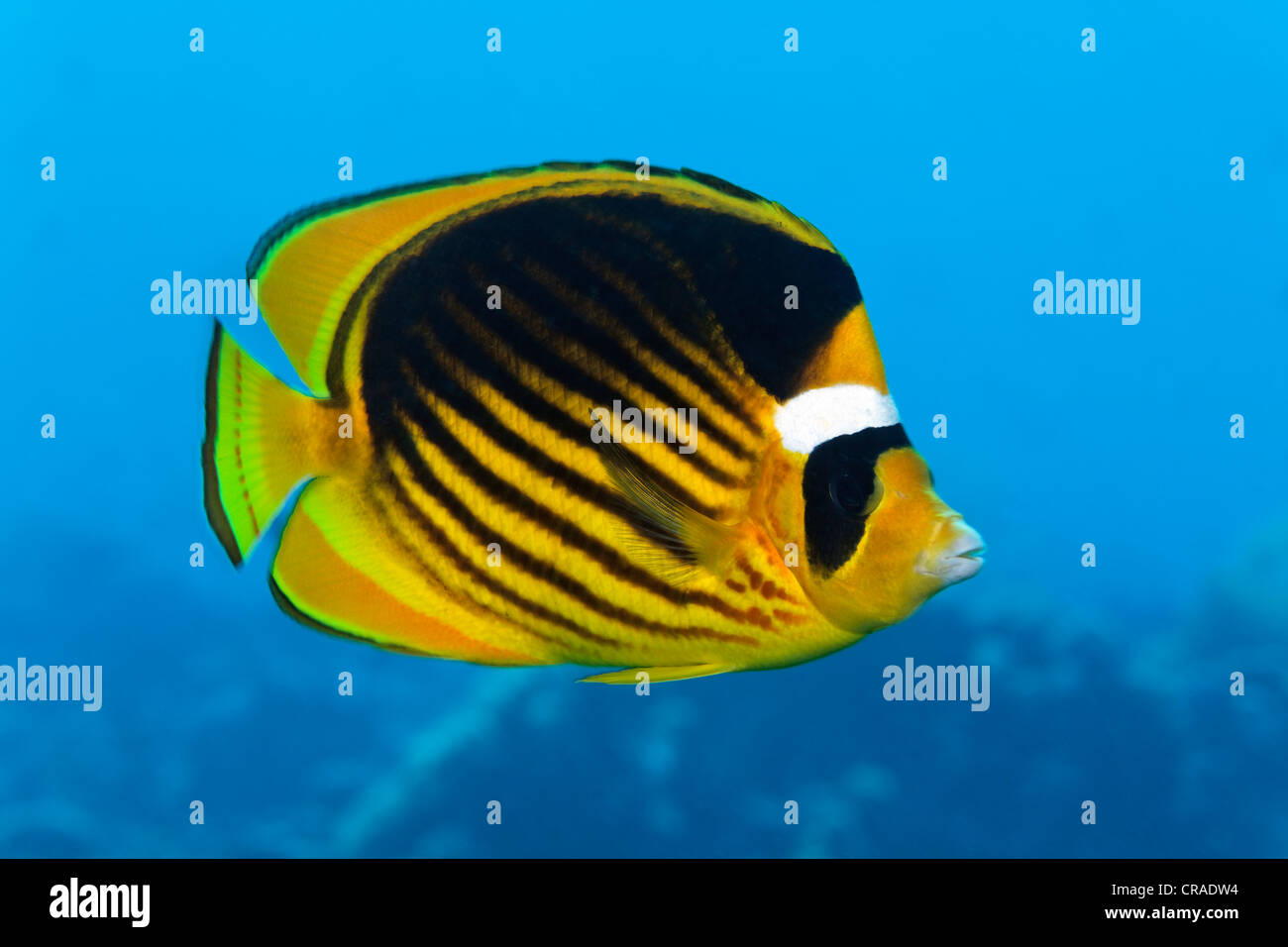 Diagonale Butterflyfish oder Raccon-Falterfische (Chaetodontidae Fasciatus), seitwärts, Haschemitischen Königreich Jordanien, JK, Rotes Meer Stockfoto