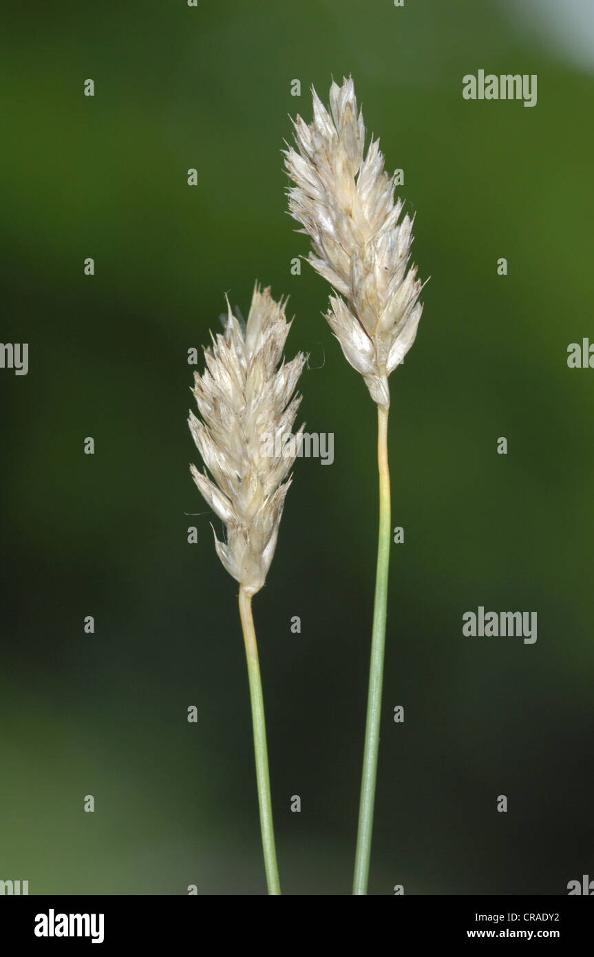 BLAUE MOOR-GRASS Sesleria caerulea Stockfoto