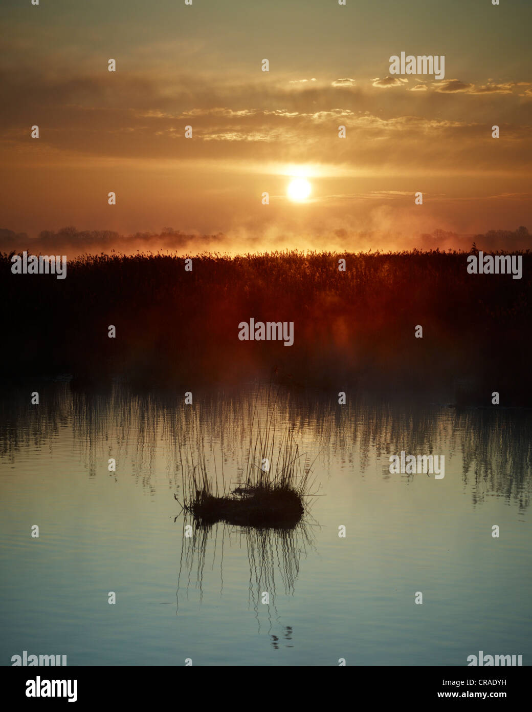 Sonnenaufgang am See Federsee, Bad Buchau, Baden-Württemberg, Deutschland, Europa Stockfoto