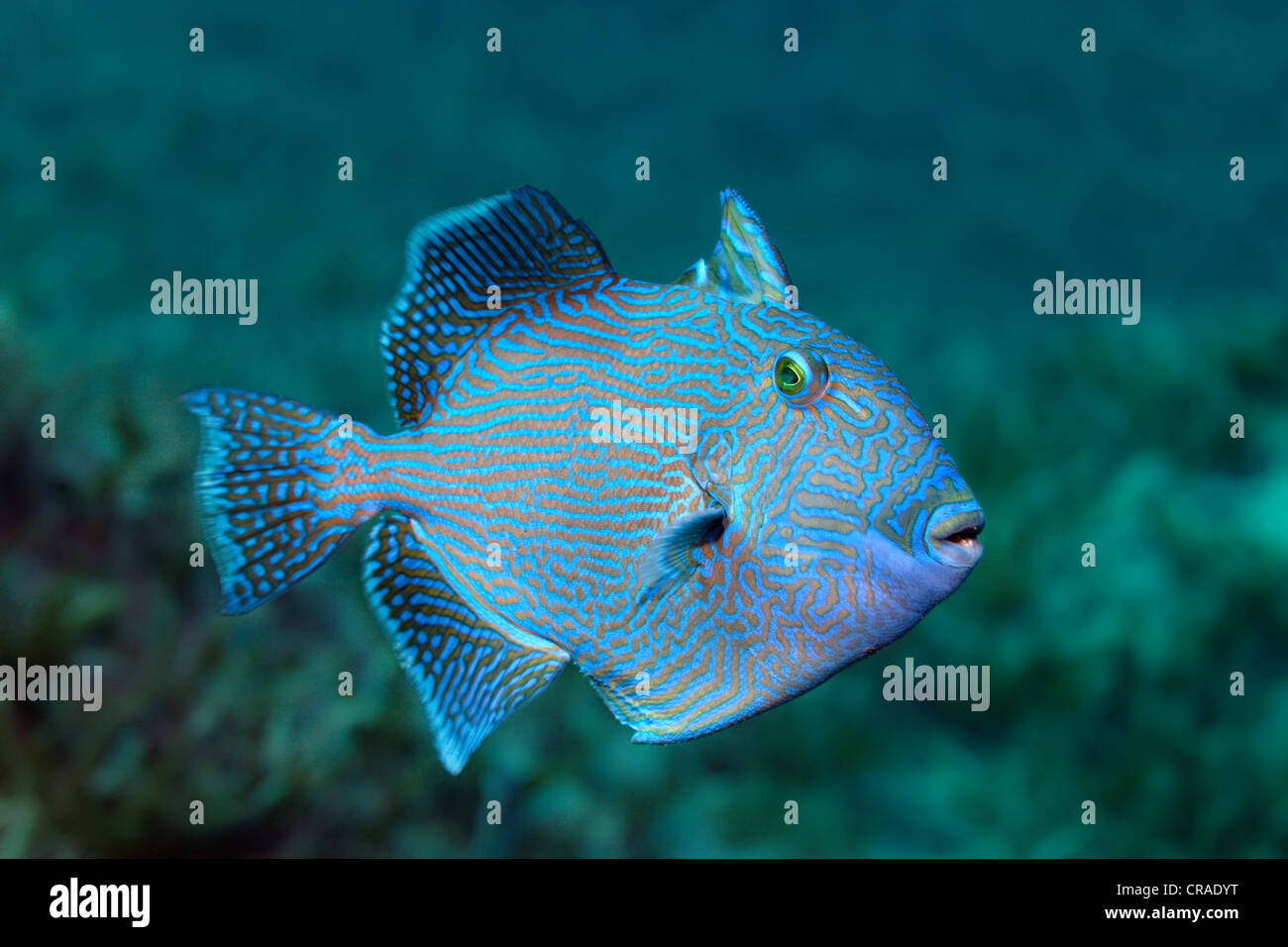 Blau oder wellige Drückerfisch (Pseudobalistes Fuscus), Unkraut ü, Haschemitischen Königreich Jordanien, JK, Rotes Meer, Westasien Stockfoto
