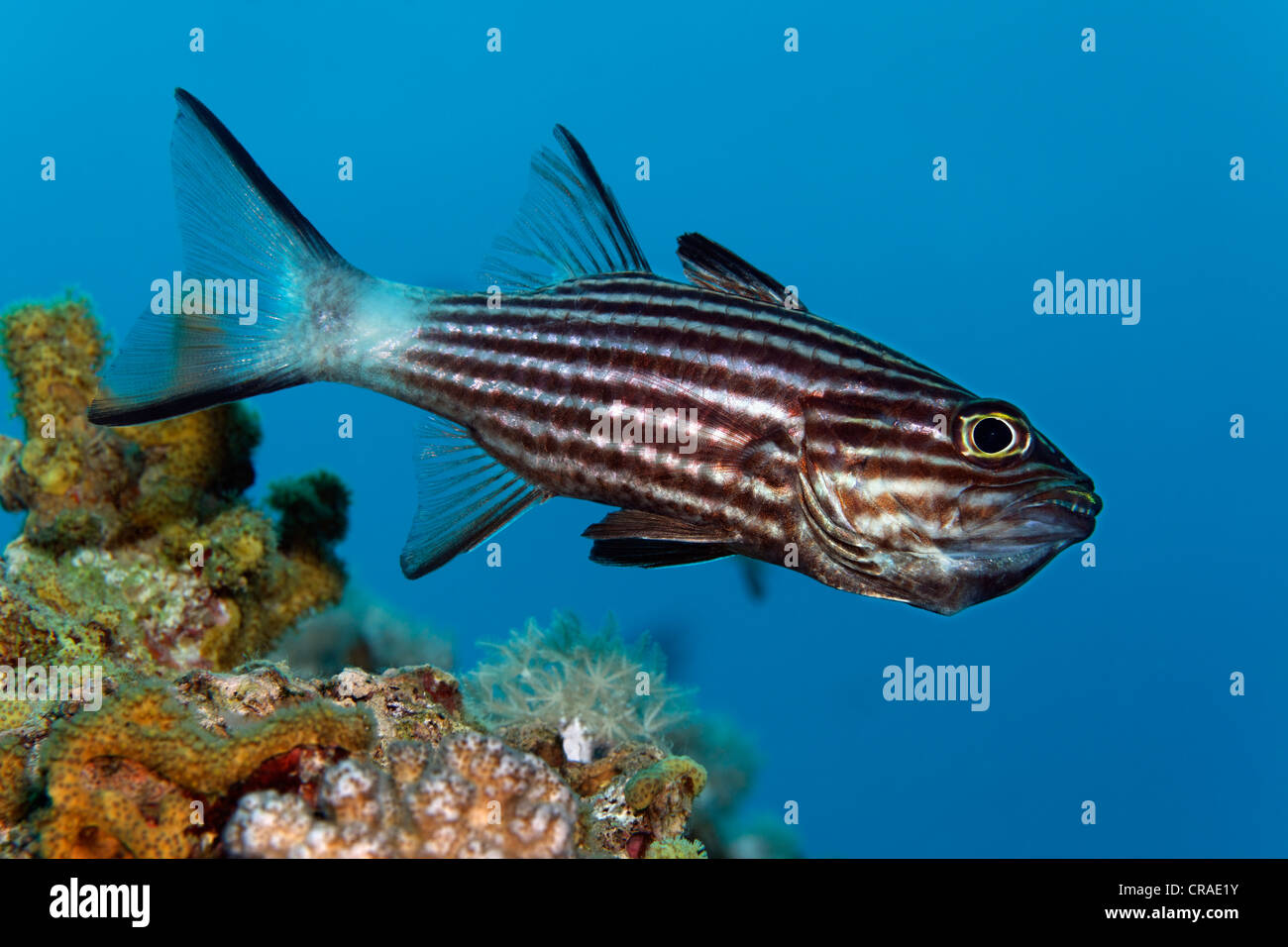 Tiger Kardinal (Cheilodipterus Arabicus) über Coral reef, Haschemitischen Königreich Jordanien, JK, Rotes Meer, Westasien Stockfoto