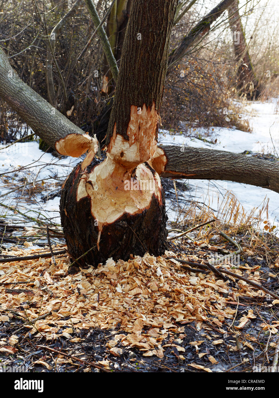 Frische Biber kauen Markierungen auf den Stamm eines Baumes Stockfoto