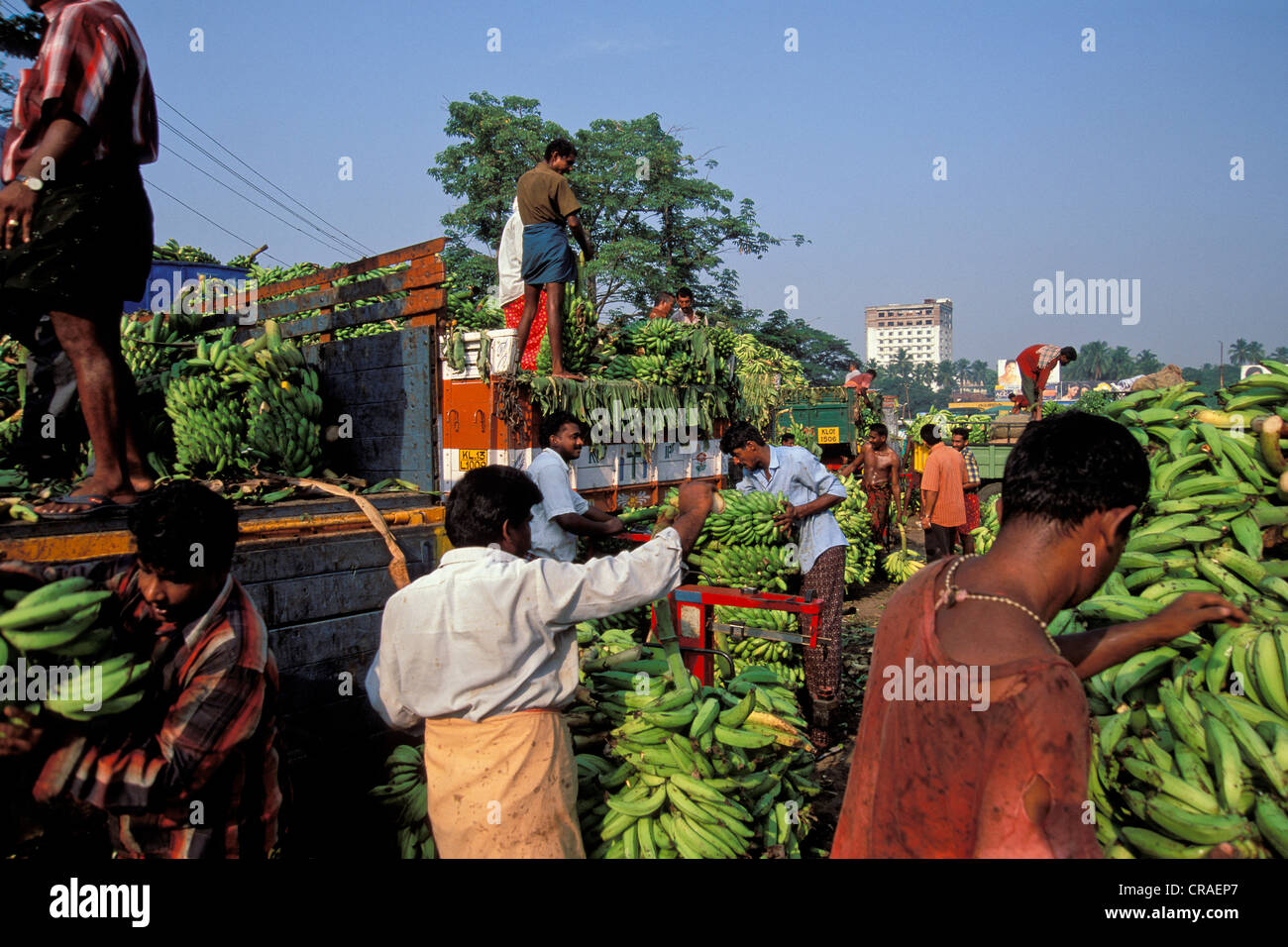 Banane auf dem Bananenmarkt, Thrissur, Kerala, Südindien, Asien geladen wird Stockfoto