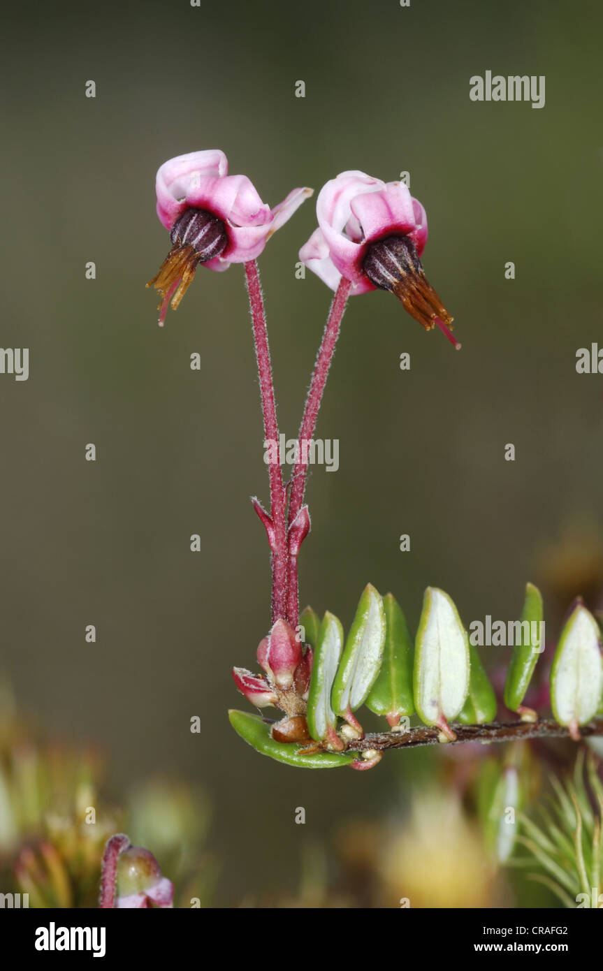 CRANBERRY Vaccinium Oxycoccos (Ericaceae) Stockfoto