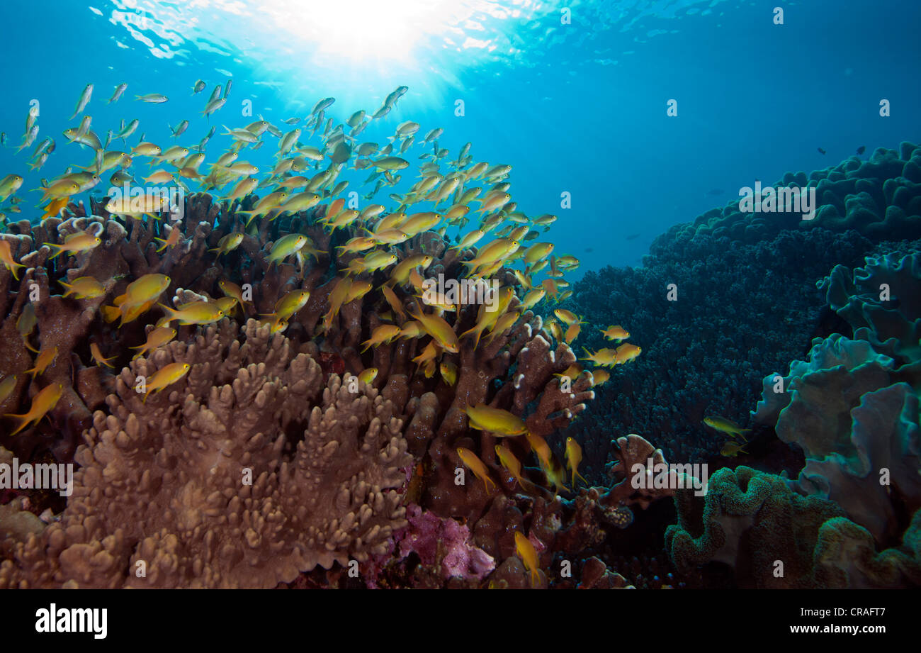 Bunte Korallenriff mit Anthias, Philippinen, Pazifik Stockfoto