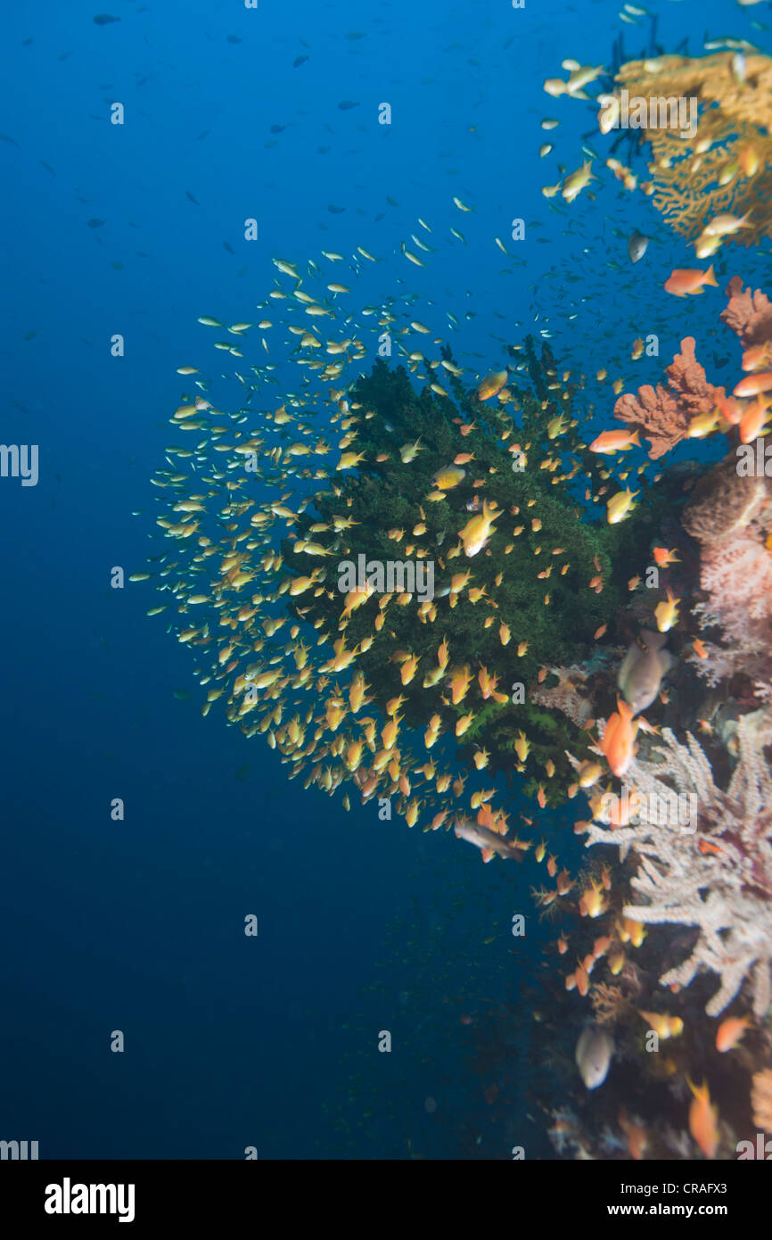 Bunte Korallenriff mit Anthias (Anthiinae), Philippinen, Pazifik, Südostasien Stockfoto