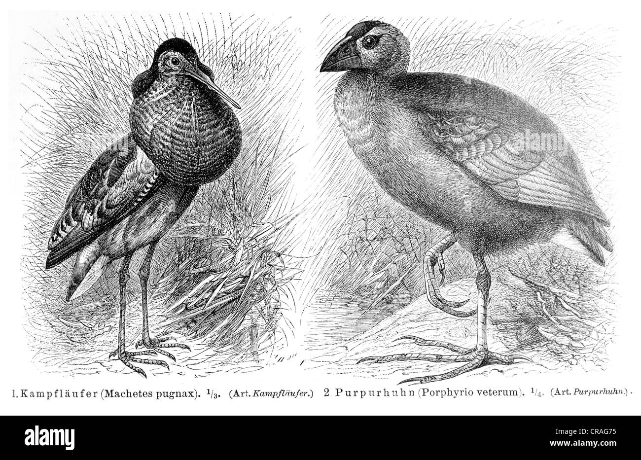 Halskrause (Macheten Pugnax), lila Gllinule (Porphyrio Veterum), Abbildung aus Meyers Konversationslexikon Enzyklopädie, 1897 Stockfoto