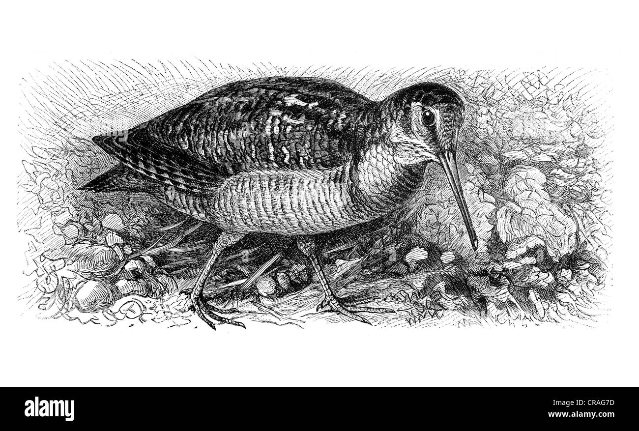 Waldschnepfe (Scolopax Rusticola), Abbildung aus Meyers Konversationslexikon Enzyklopädie, 1897 Stockfoto